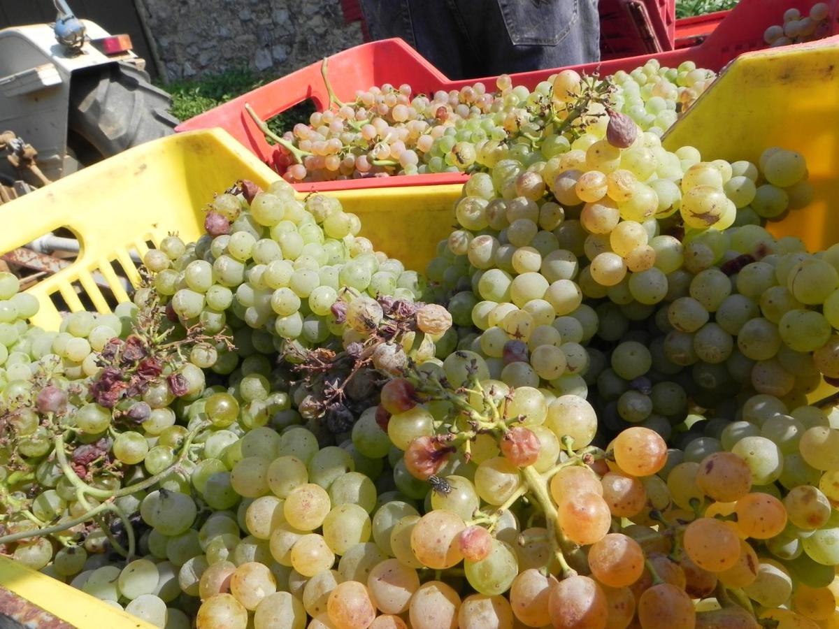 Agriturismo Il Cuscino Nel Pagliaio Campiglia Marittima Buitenkant foto